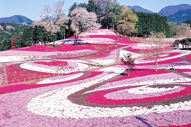 photo_2[1] Vẻ đẹp loài hoa mang tên &#8220;shibazakura&#8221; ở Nhật Bản
